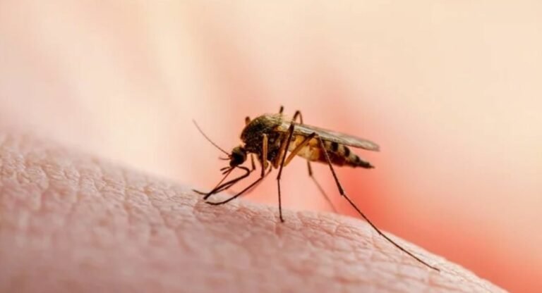 अमेरिका के इस शहर में मलेरिया का खतरा, 20 साल बाद लौटी बीमारी