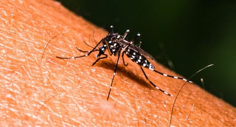 Moradabad : 5 नए मरीज डेंगू से संक्रमित मिले