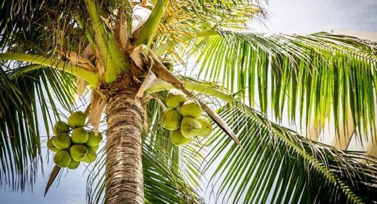 विश्व नारियल दिवसः नारियल उत्पादन में गुजरात की ऊंची छलांग, इन प्रदेशों में किए जाते हैं सप्लाई