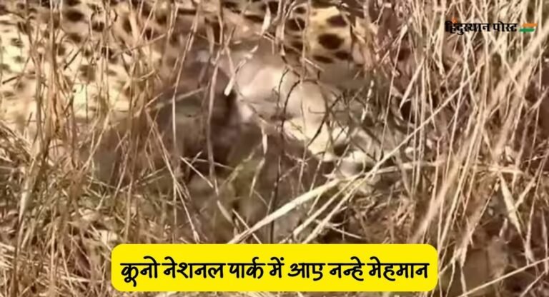 Madhya Pradesh: कूनो नेशनल पार्क से आई खुशखबरी, नामीबियाई चीता ज्वाला ने दिया तीन शावकों को जन्म