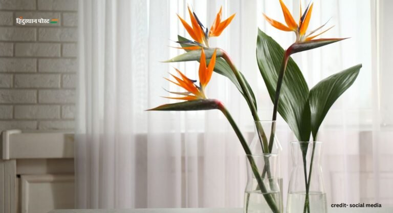 Artificial Plants: घर की सजावट के लिए टॉप 5 आर्टिफिशियल पौधे यहां देखें
